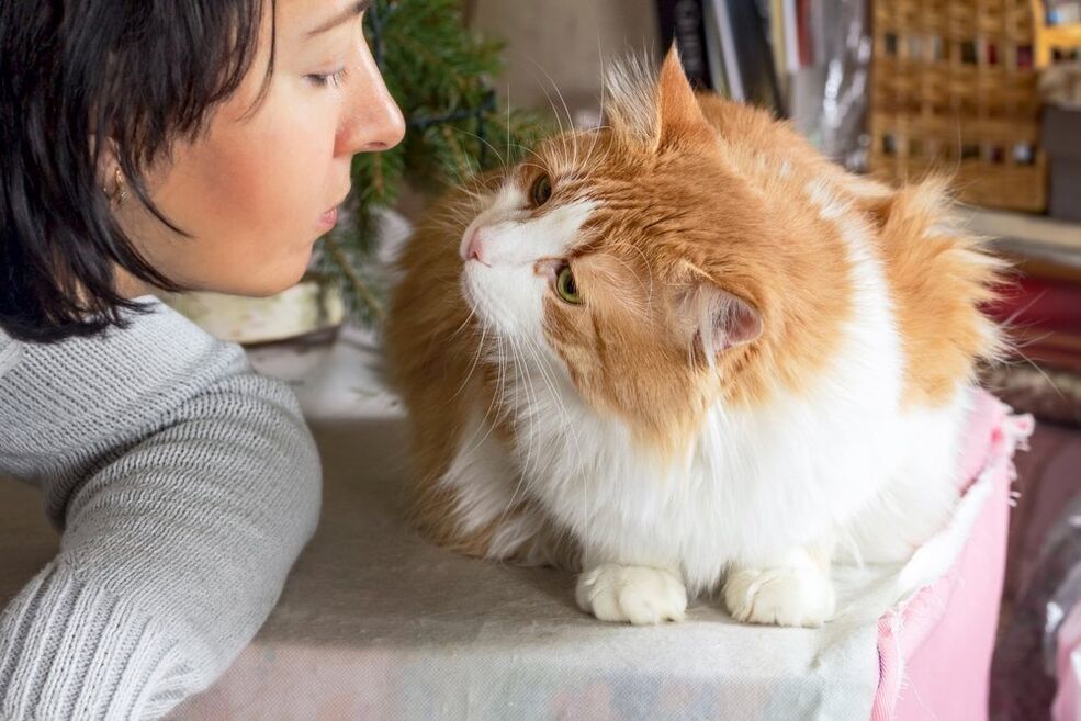 Animale de companie