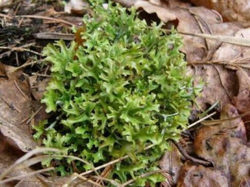 cetraria de la paraziții din organism