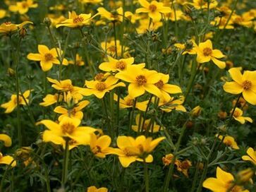 o serie de paraziți din organism