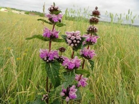plante de minereu de fier de la paraziții din organism
