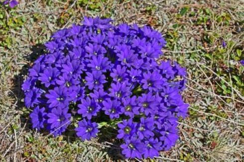 rădăcină febră de la paraziți din organism