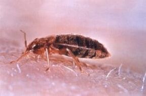 Bugul de pat este un parazit care se hrănește cu sânge uman