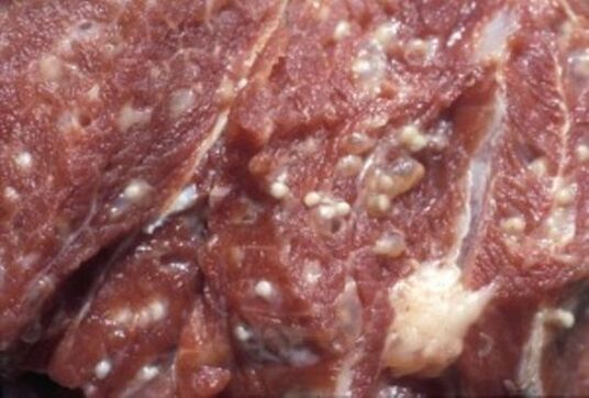 Carne contaminată cu trichinella - paraziți periculoși